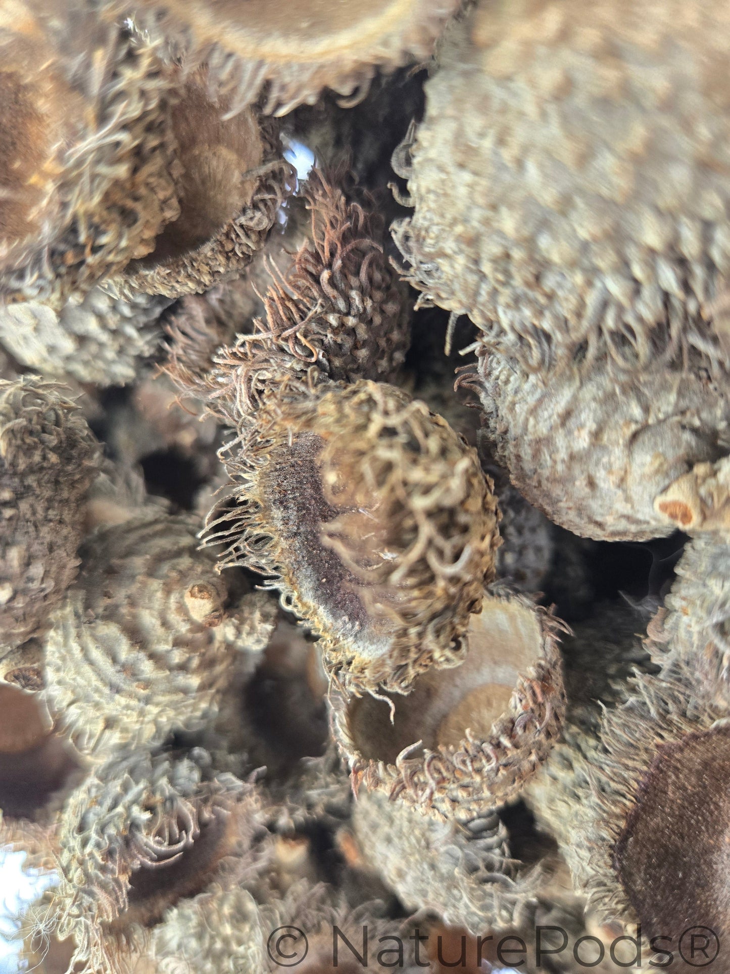Large Assorted Acorn Caps - 7 Count