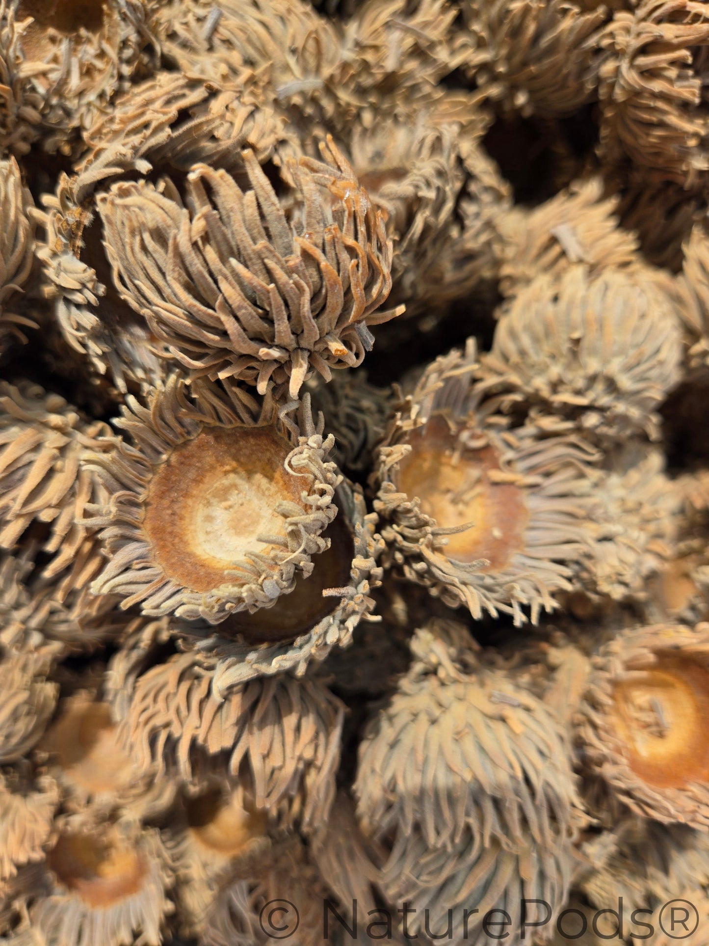 Large Assorted Acorn Caps - 7 Count