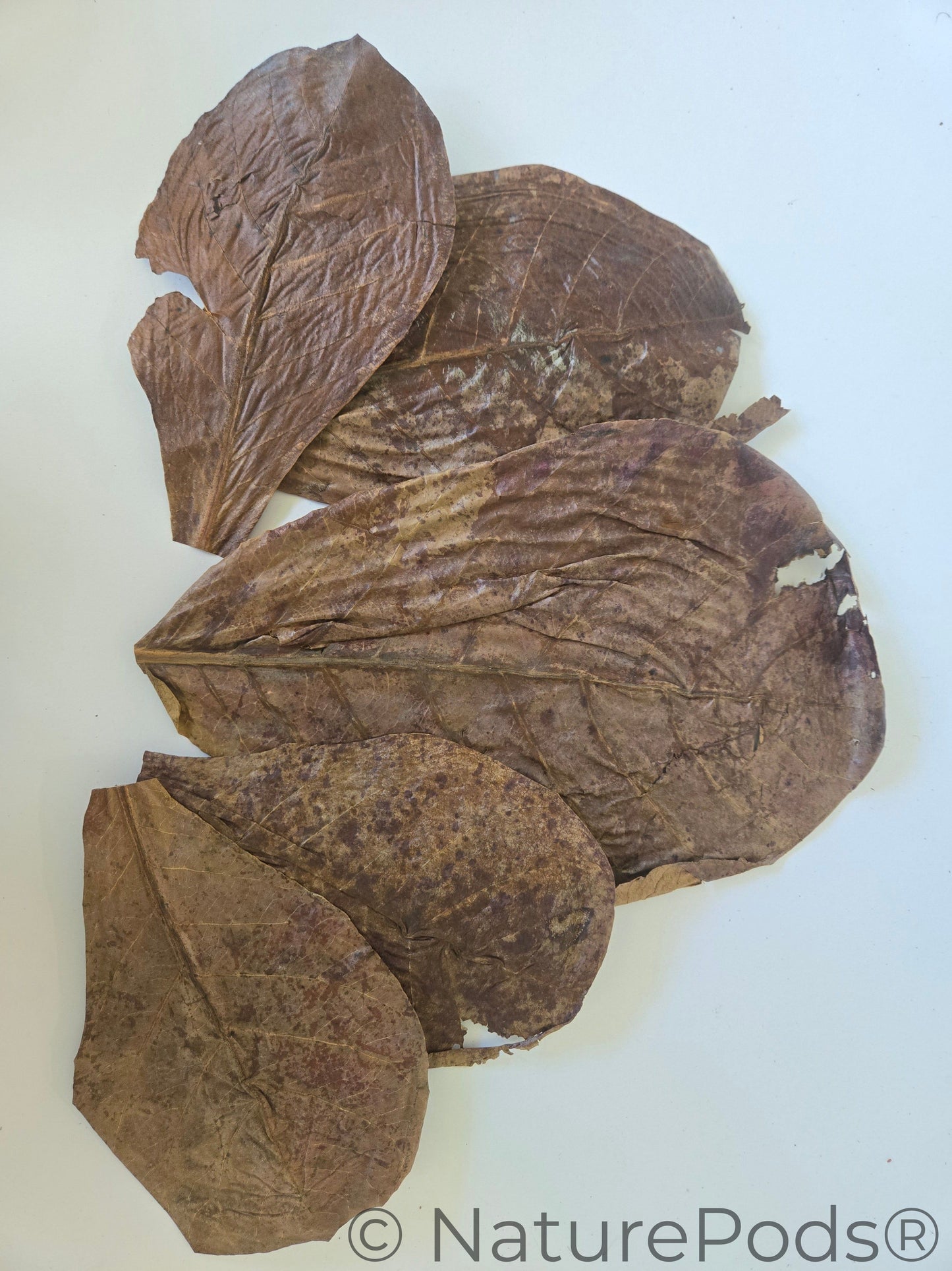 Mixed Sized Catappa Indian Almond Leaves (WHOLESALE)