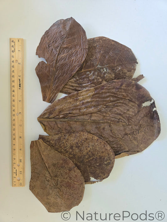 Many dried catappa leaves for aquariums, biotope, aquascaping, and tadpole tea arranged in a pile on a white background
