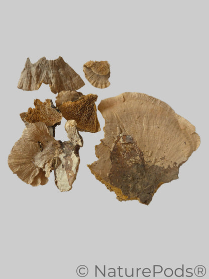 Pieces of mushrooms on a gray background