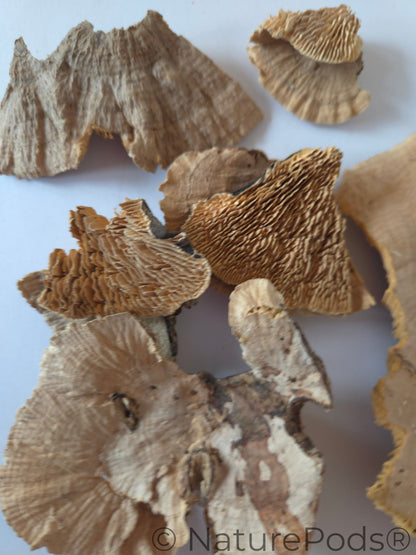 Pieces of mushrooms on a gray background
