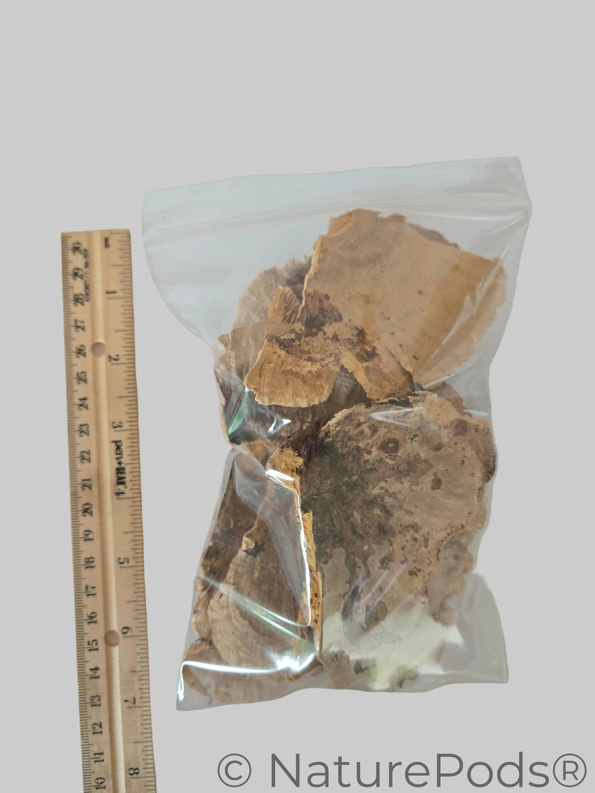 Pieces of mushrooms in a plastic bag with a ruler present for size reference.
