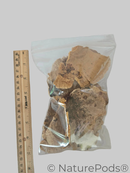 Pieces of mushrooms in a plastic bag with a ruler present for size reference.