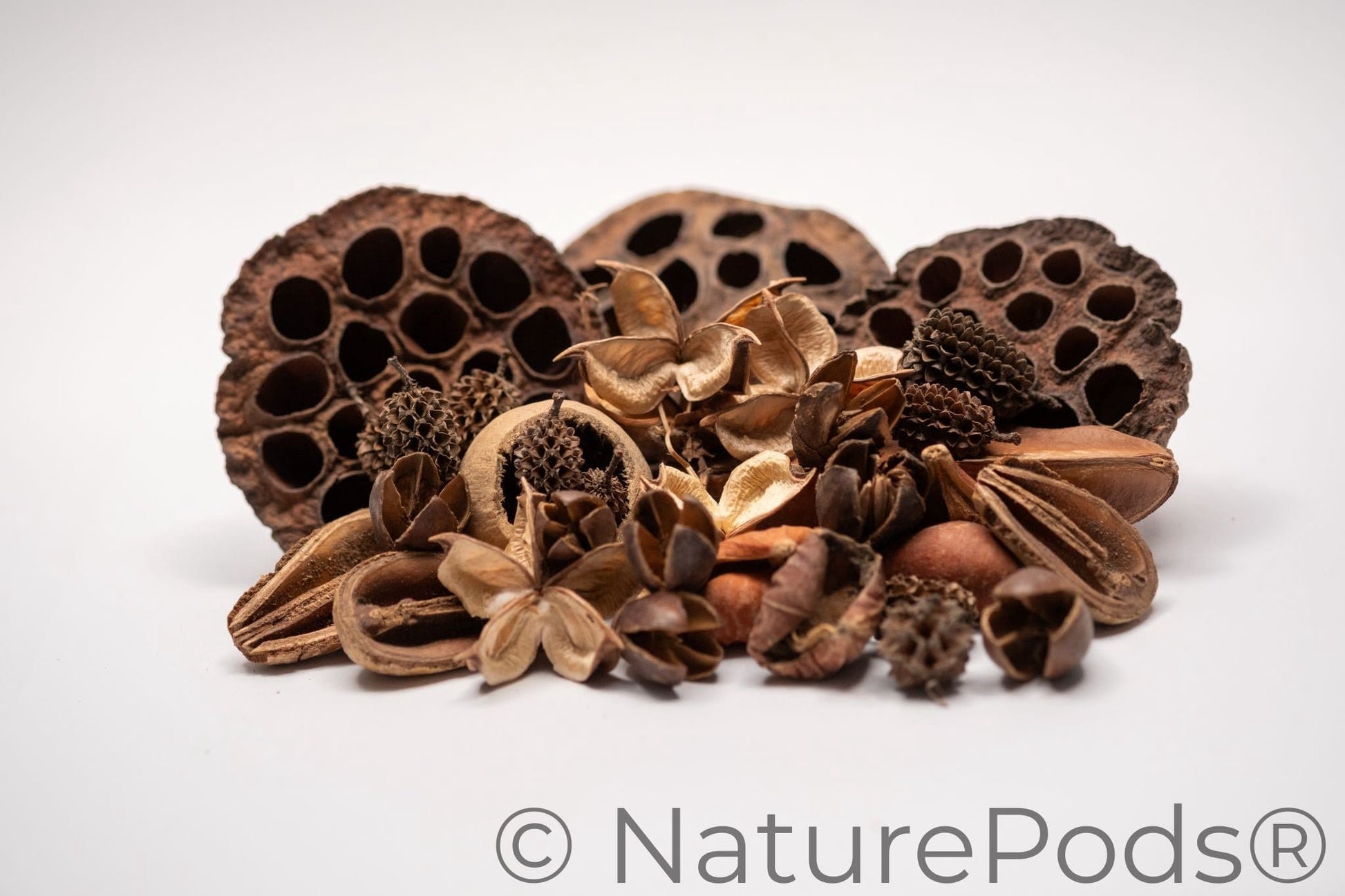 The Botanical Seed Pod Variety Pack - 33 Pieces by NaturePods includes lotus pods, pine cones, seed pods, and a yellow gourd arranged on a white surface—ideal for bioactive terrariums.