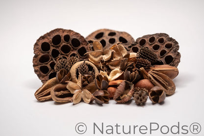The Botanical Seed Pod Variety Pack - 33 Pieces by NaturePods includes lotus pods, pine cones, seed pods, and a yellow gourd arranged on a white surface—ideal for bioactive terrariums.