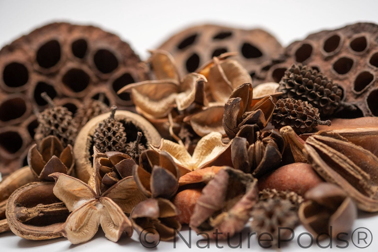 The Botanical Seed Pod Variety Pack - 33 Pieces by NaturePods includes lotus pods, pine cones, seed pods, and a yellow gourd arranged on a white surface—ideal for bioactive terrariums.