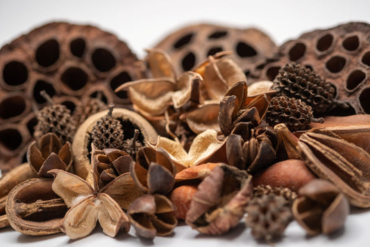 The Botanical Seed Pod Variety Pack - 33 Pieces by NaturePods includes lotus pods, pine cones, seed pods, and a yellow gourd arranged on a white surface—ideal for bioactive terrariums.