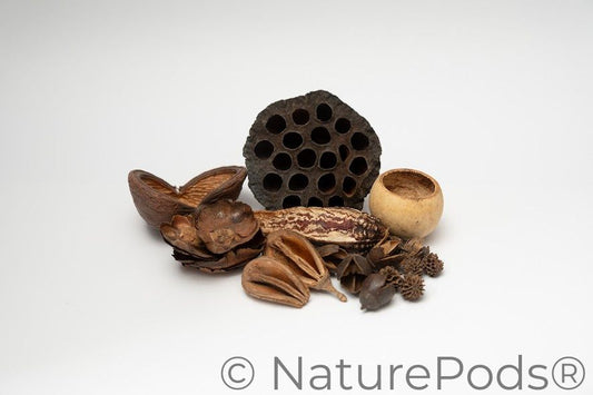 Assorted Botanical Seed Pod Pack
