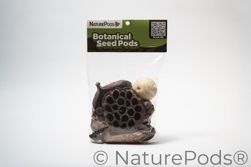 Assorted Botanical Seed Pod Pack — Aquarium, Terrarium & Isopod