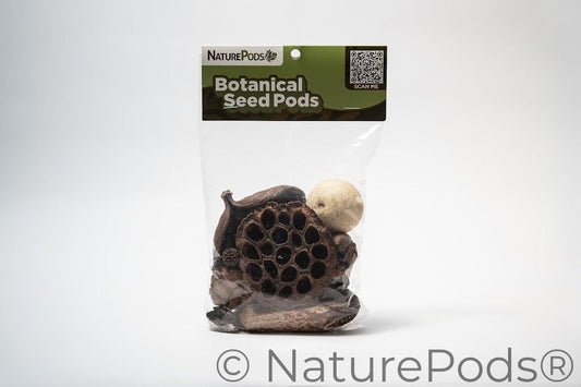Assorted Botanical Seed Pod Pack