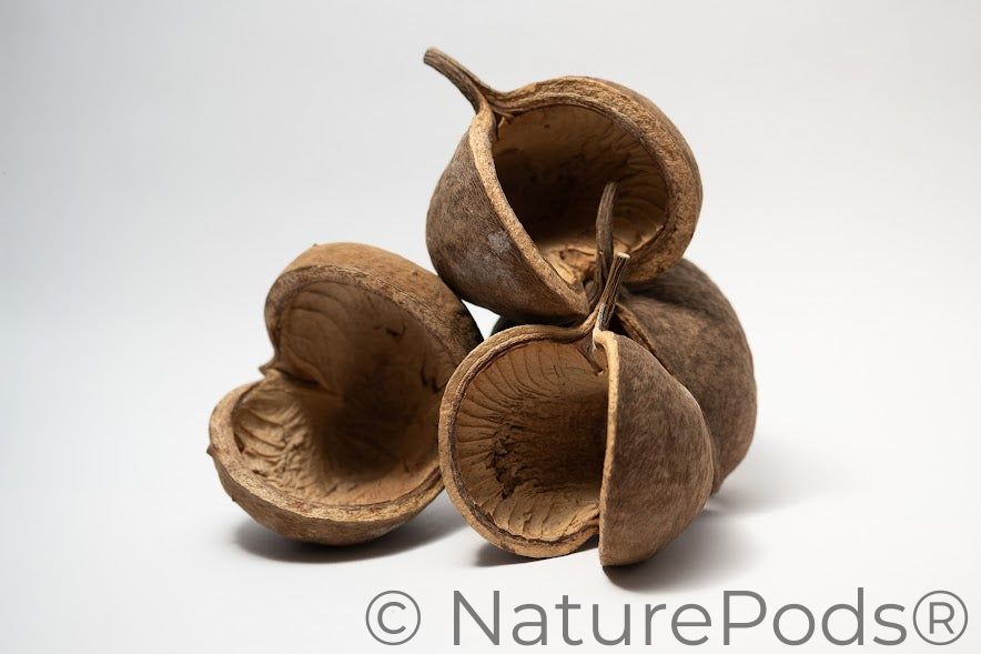 This is a photo of Buddha Nuts