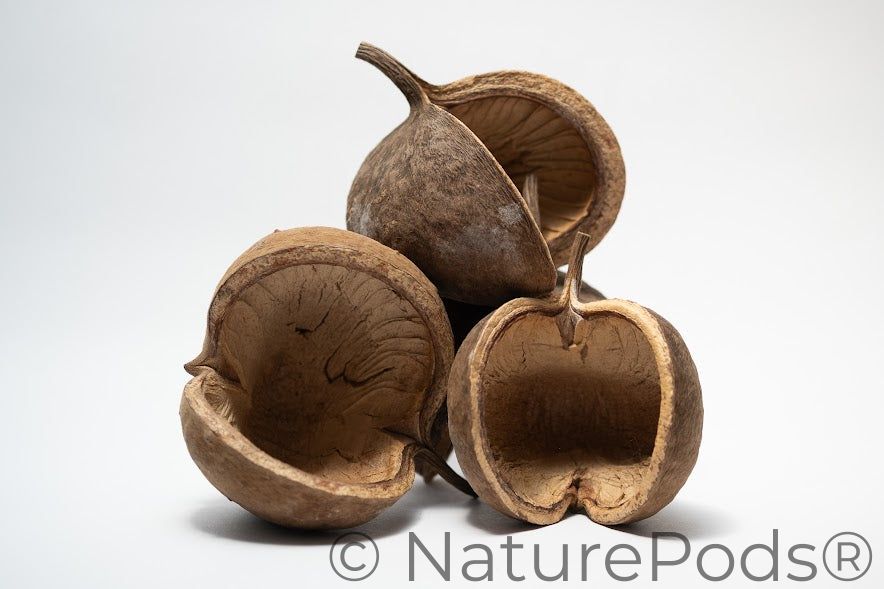 This is a photo of Buddha Nuts
