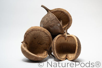 This is a photo of Buddha Nuts
