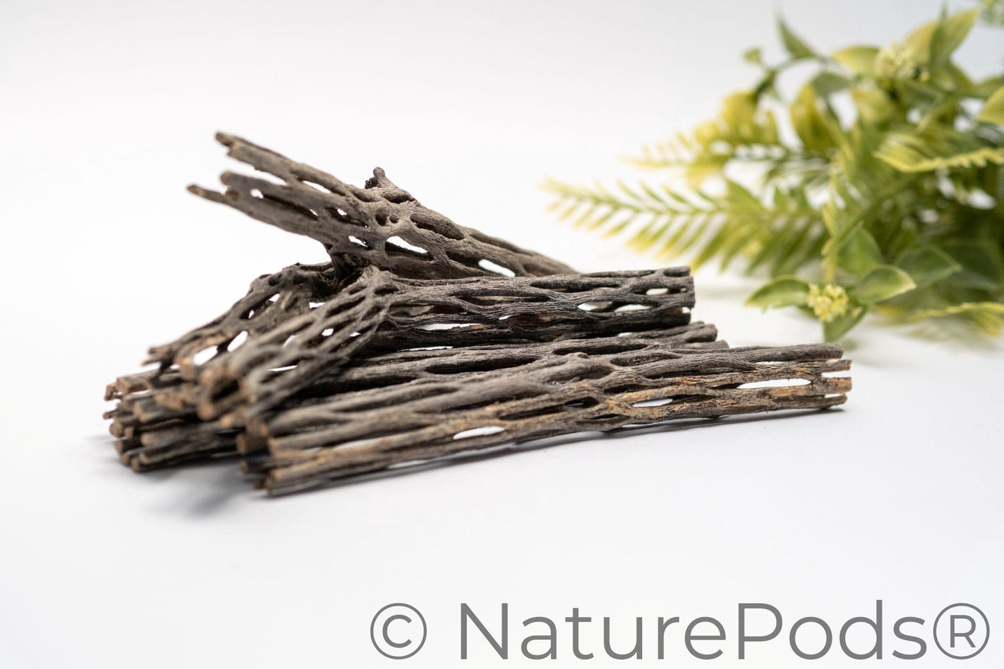 Stack of many six inch pieces of cholla wood with holes on a white background.  Cholla wood is used as isopod food, hermit crab enrichment, and aquarium wood.  There is a green plant in the background.