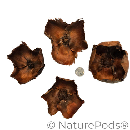 Four brown dried flower petals with a coin for scale on a white background