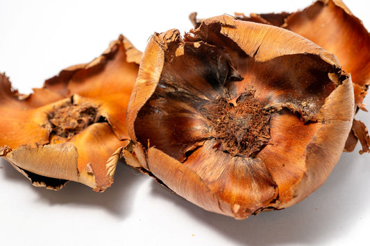 Close up of three coco flower botanical seed pods which are shaped like a flower with petals.