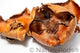Close up of three coco flower botanical seed pods which are shaped like a flower with petals.