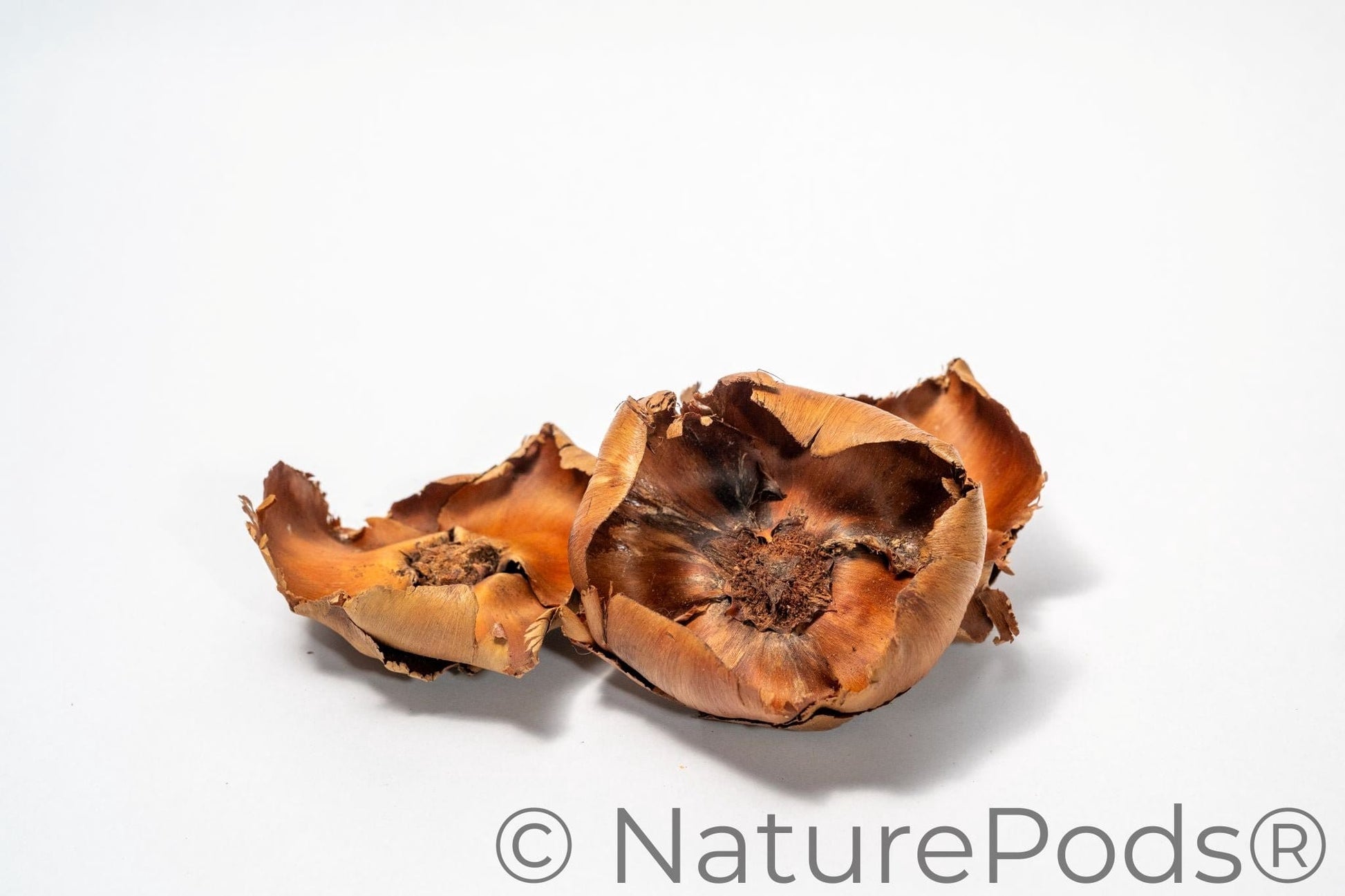 Close-up of two dried, orange-brown Coco Flowers (Dried Palm Caps), showing curled edges and textured centers—perfect as unique aquarium decor, displayed on a plain white background.