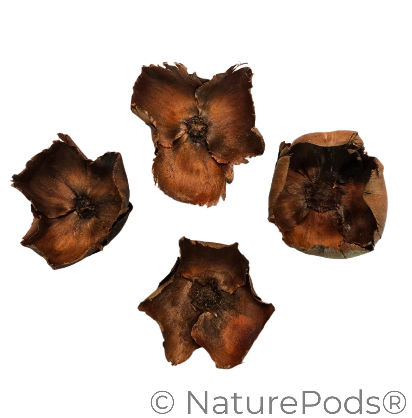 Four dried brown flower petals on a white background