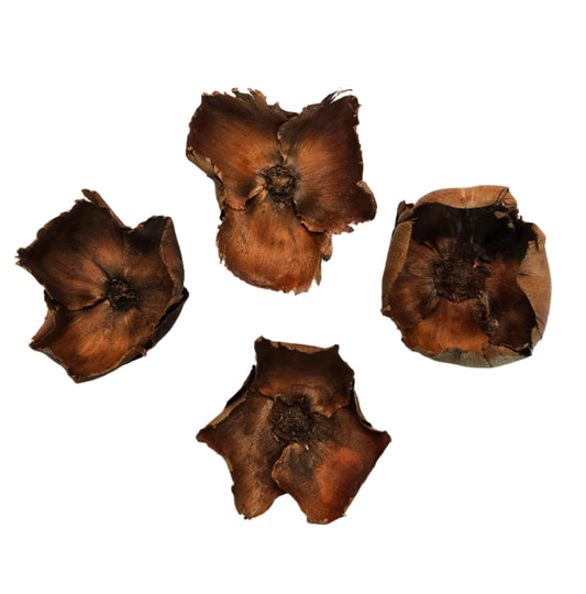 Close up of three coco flower botanical seed pods which are shaped like a flower with petals.