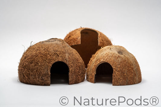 Three half coconut shells which are hallowed out and a rounded entry door used for dart frog hides, shrimp hides, hermit crab hides, and gecko hides.  Shown on a white background
