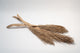A photo of 3 Date Palm Stalks