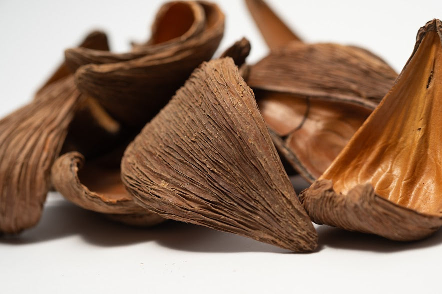 A close up photo of a pile of Dregea Arti. They are brown texture seed pods on a white background.