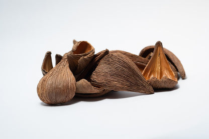 A photo of a pile of Dregea Arti. They are brown texture seed pods on a white background.
