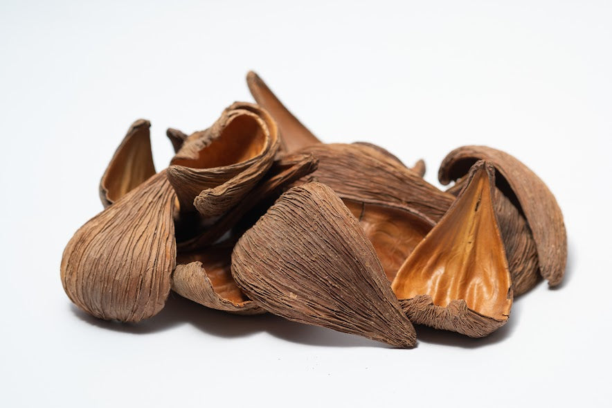 A photo of a pile of Dregea Arti. They are brown texture seed pods on a white background.