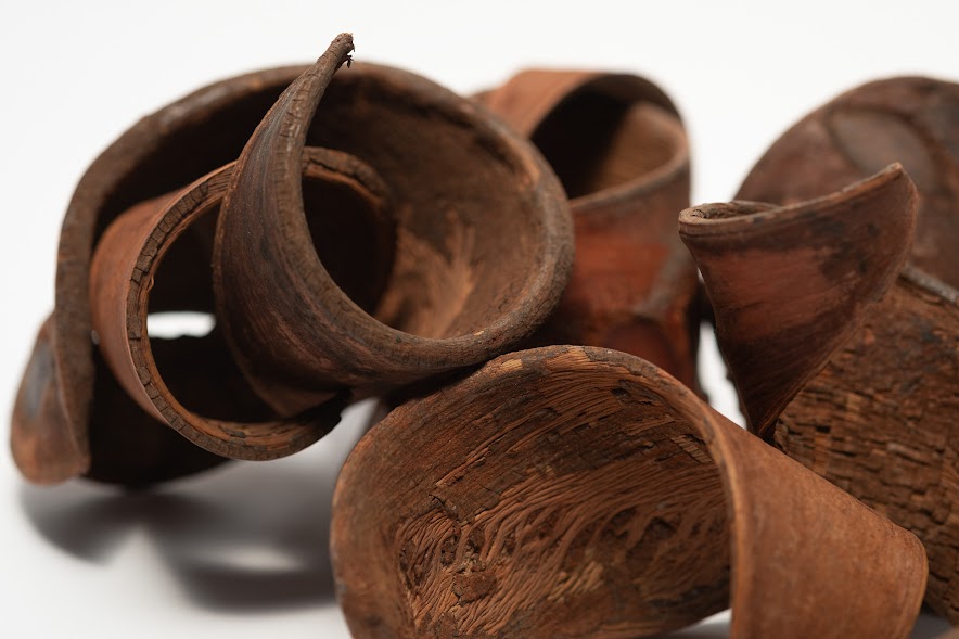 A close up photo of a pile of Elephant Ear Pods. They are brown texture seed pods on a white background.