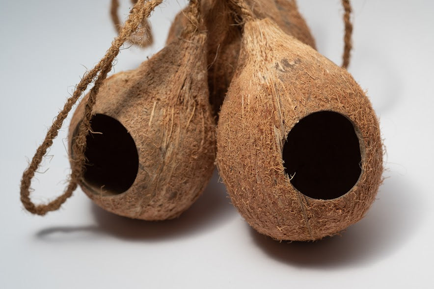 A close up photo of 3 Hanging Coconut Shell Hideout. They are brown textured shell hideouts on a white background.