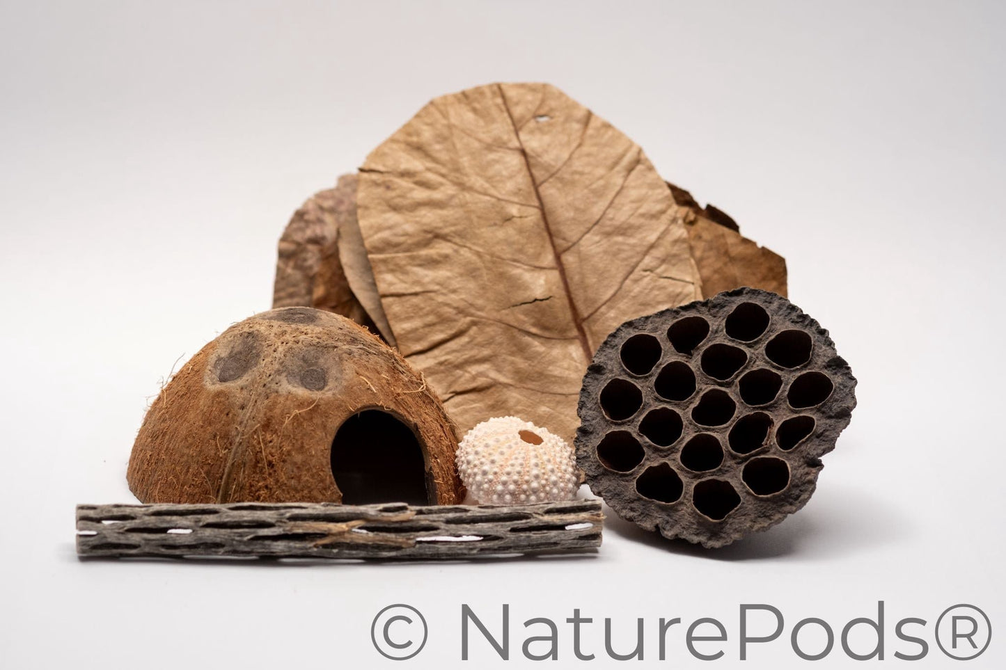 Dried catappa leaves, a coconut cave, light pink sea urchin shell, large lotus pod with many holes, and a six-inch piece of cholla wood with holes used in crabitats for hermit crab climbing and enrichment.  Displayed on a white background