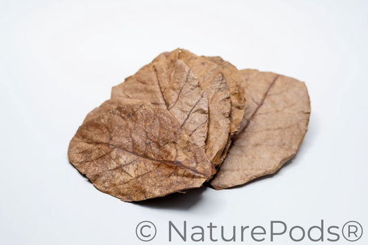 Many dried catappa leaves for aquariums, biotope, aquascaping, and tadpole tea arranged in a pile on a white background