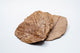 Catappa Indian Almond Leaves - 10 medium-sized leaves