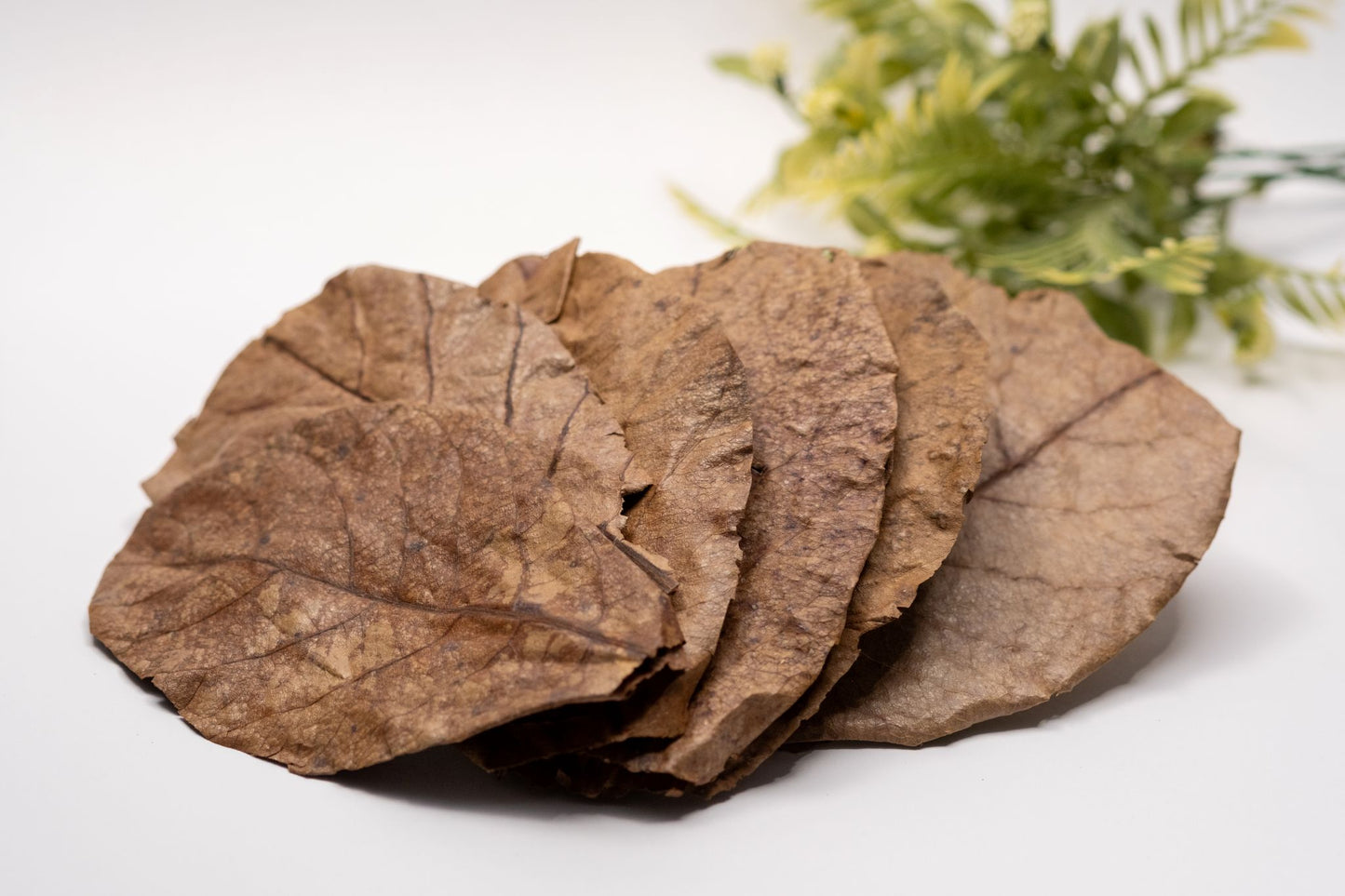 Catappa Indian Almond Leaves - 10 medium-sized leaves