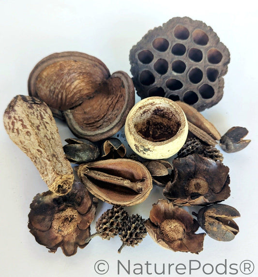 Assorted Botanical Seed Pod Pack