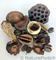 Assorted Botanical Seed Pod Pack