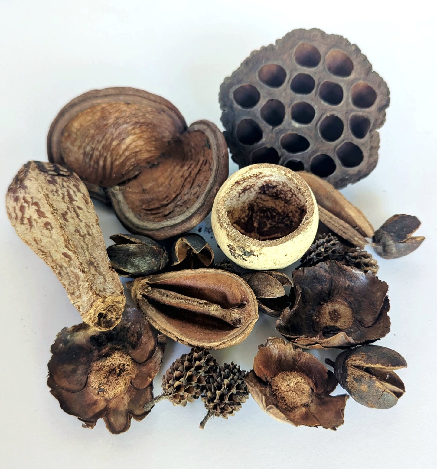 Assorted Botanical Seed Pod Pack (WHOLESALE)