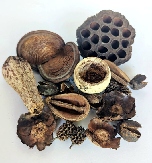 Assorted Botanical Seed Pod Pack (WHOLESALE)