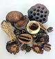 Assorted Botanical Seed Pod Pack (WHOLESALE)