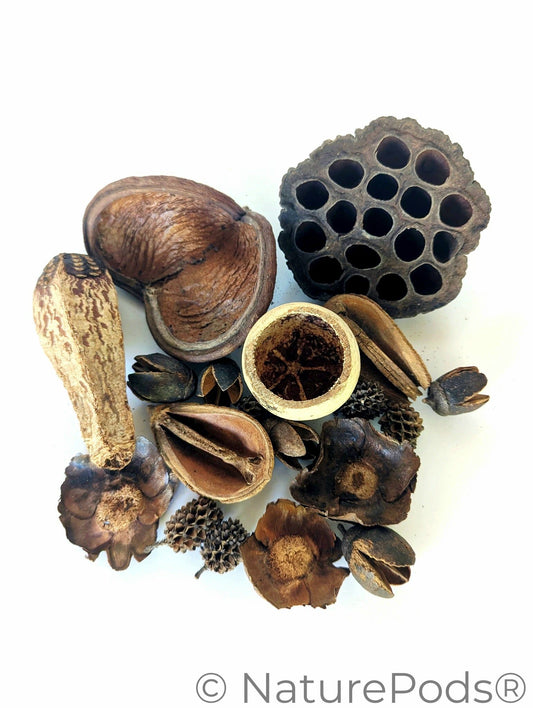 Assorted Botanical Seed Pod Pack