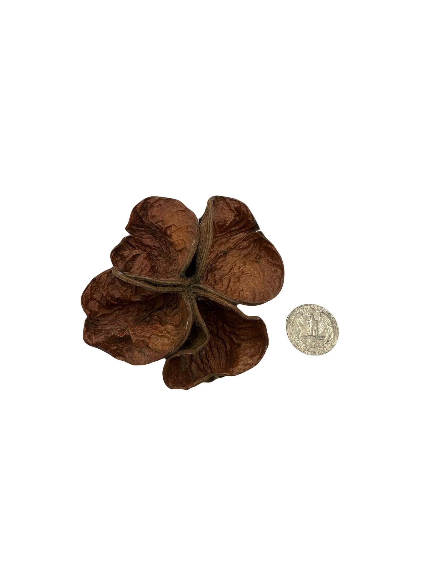 Three Land Lotus Seed Pods are displayed on a white background. Each pod features four textured, slightly curled brown segments with a natural shape, reminiscent of bioactive terrarium botanicals.  A coin is present for size comparison.
