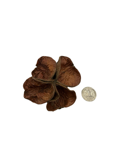 Three Land Lotus Seed Pods are displayed on a white background. Each pod features four textured, slightly curled brown segments with a natural shape, reminiscent of bioactive terrarium botanicals.  A coin is present for size comparison.