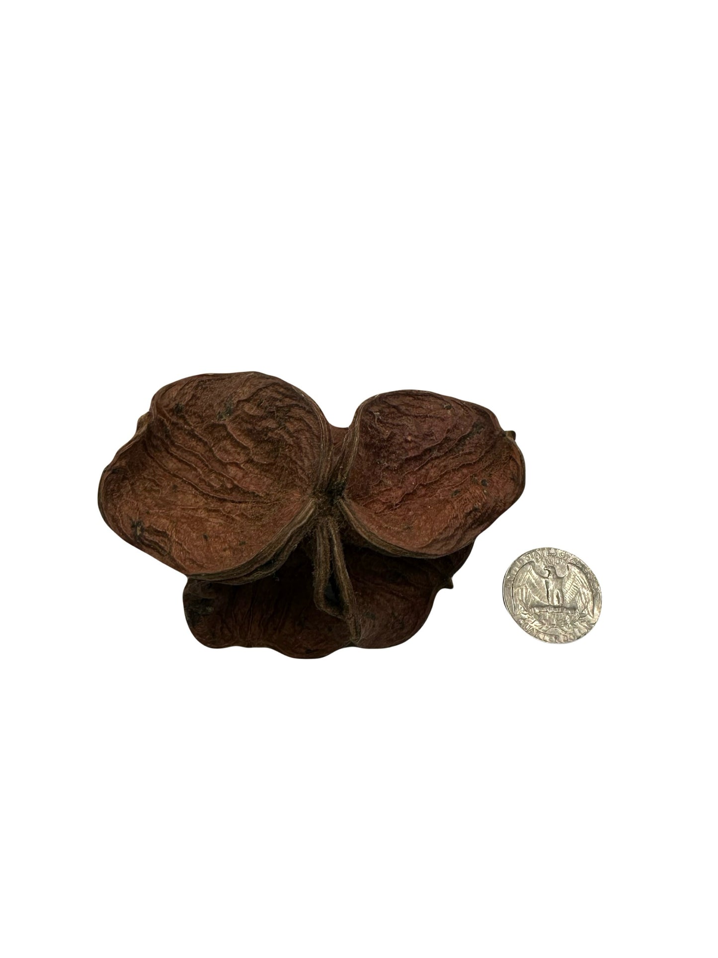 Three Land Lotus Seed Pods are displayed on a white background. Each pod features four textured, slightly curled brown segments with a natural shape, reminiscent of bioactive terrarium botanicals.