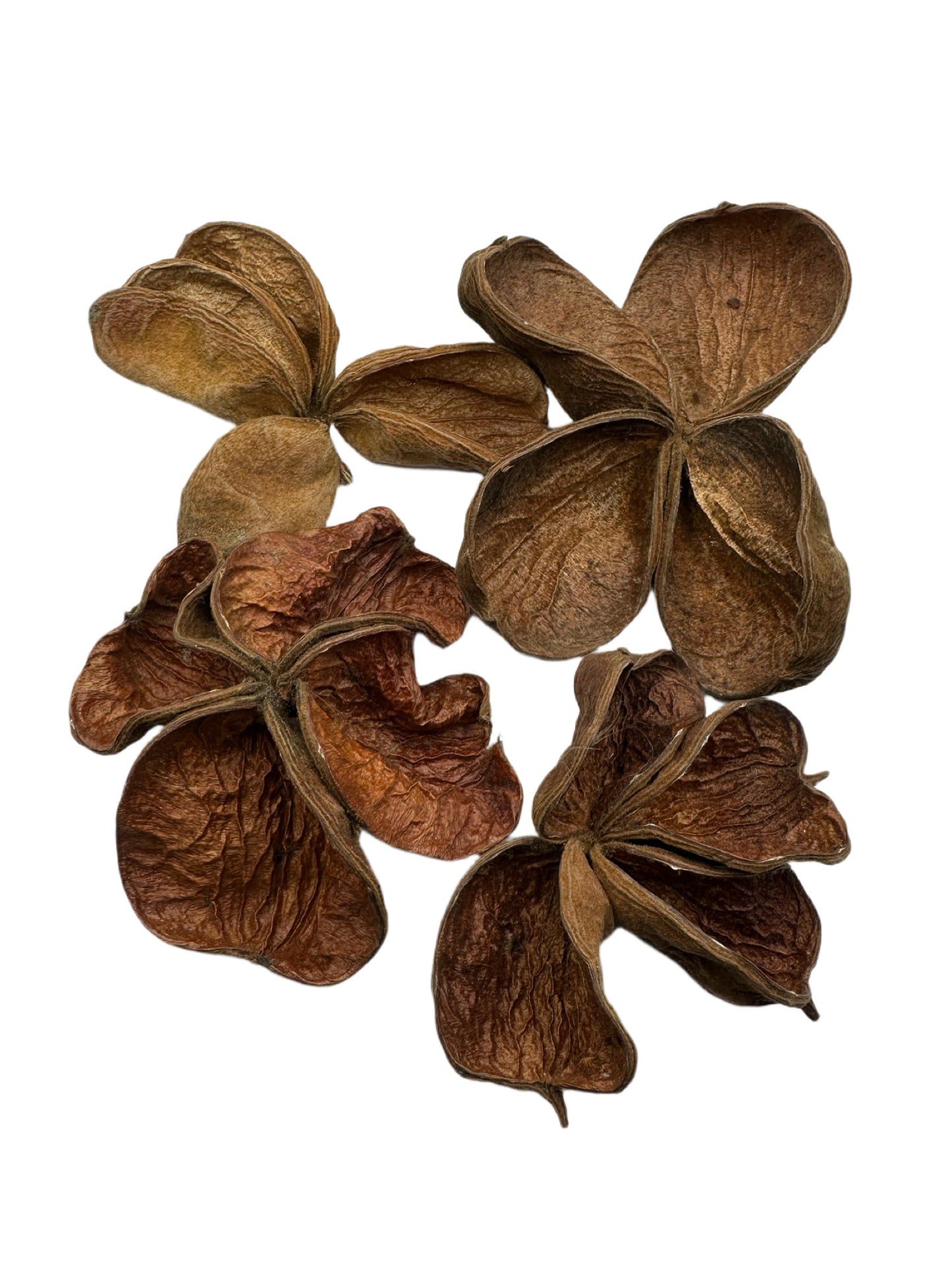 Brown dried flowers on a white background