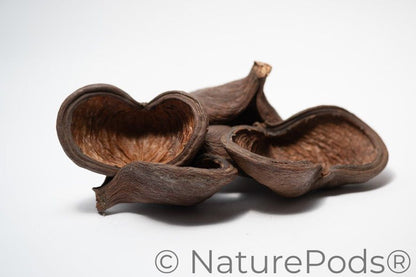 A photo of a pile of Jungle Pods. They are brown textured shell hideouts on a white background.