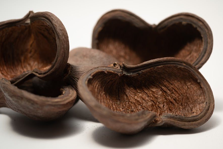 A close up photo of a pile of Jungle Pods. They are brown textured shells on a white background.