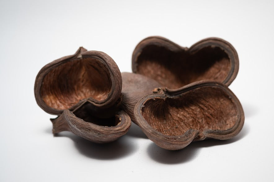 A photo of a pile of Jungle Pods. They are brown textured shells on a white background.