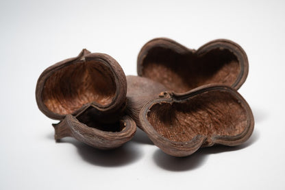 A photo of a pile of Jungle Pods. They are brown textured shells on a white background.
